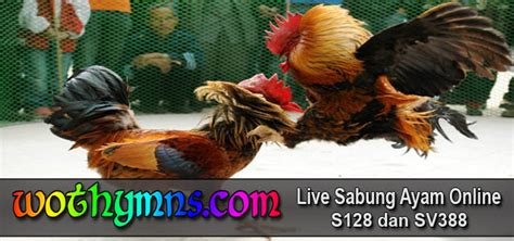 S128 Sabung Ayam .